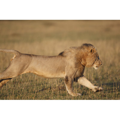 Male Lion on The Charge by Gp232