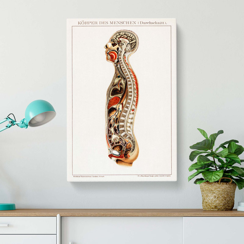 Anatomy Of The Human Body - Wrapped Canvas Print, 76cm H x 50cm W x 3cm D