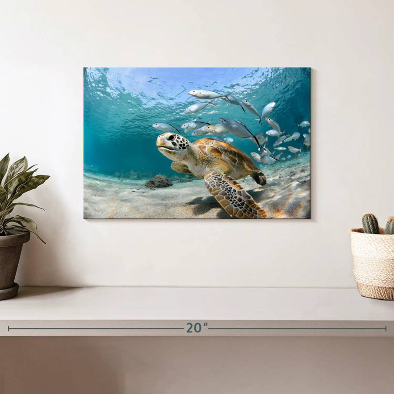 Brampt Fish School And Turtle