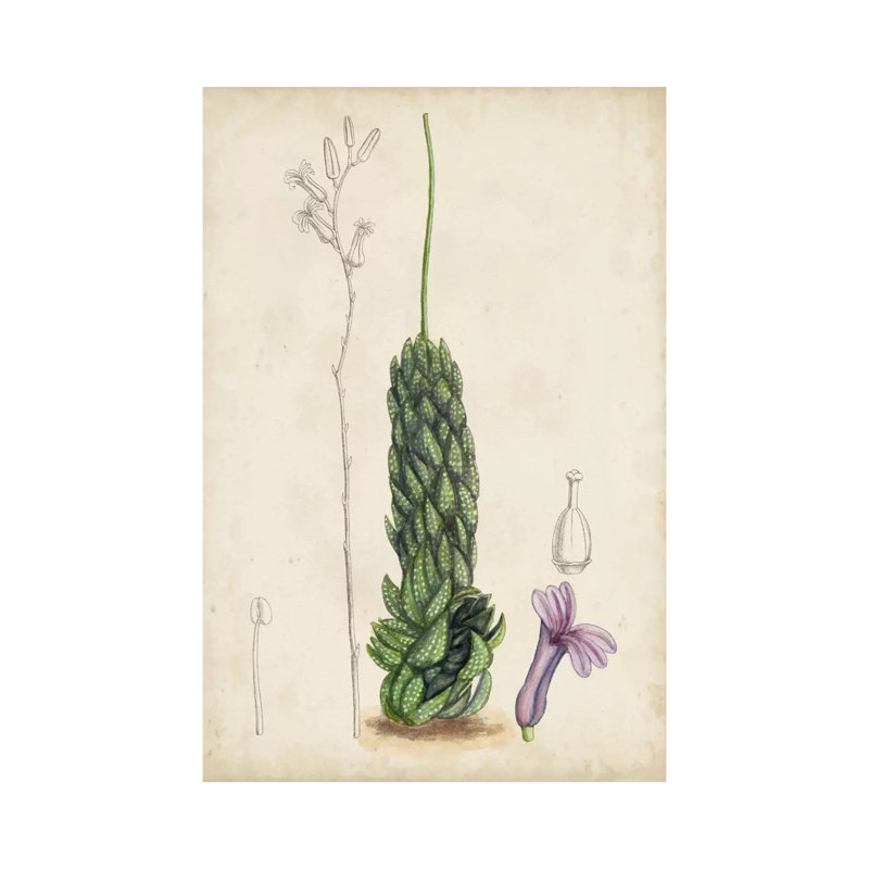 Antique Cactus IV by Curtis - Wrapped Canvas Print, 20.32 cm H x 30.48 cm W