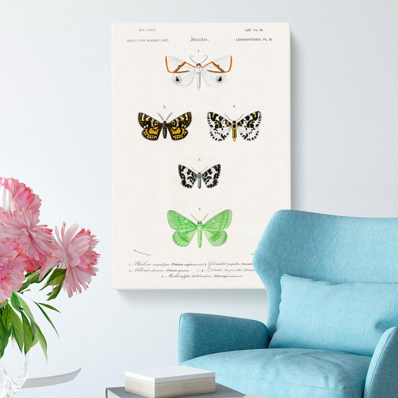 Moth Illustrations PL. 18 by Charles D Orbigny - Wrapped Canvas, 50cm H x 35cm W x 3cm D