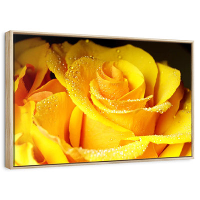 Dewy Yellow Rose
