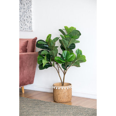 Arbre à feuilles de figuier Fiddle - 16,5 po x 21 po x H 41,5 po - vert