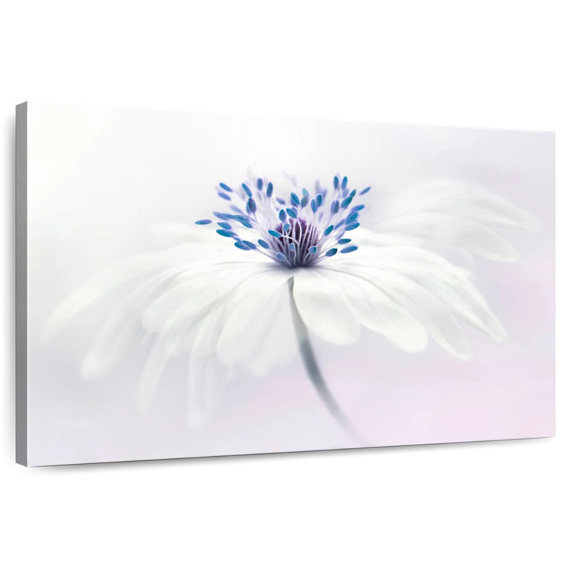 Fleur Harnek Anemone Blanda, H 20 po x l 30 po