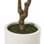 Andaiye 210cm Plant in Pot