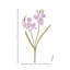 Vaporisateur 23 "Real Touch Freesia 23"-356467676