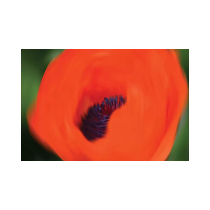 Orange Poppy by Savanah Plank - Gallery-Wrapped Canvas Giclée on Canvas, 101.6 cm H x 66.04 cm W x 1.91 cm D, Canvas