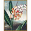 Temple of Flora VII par Dr. robert j. Impression sur toile encadrée Thornton-713576659