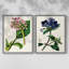 AntiqueFloralFolio III - reproduction encadrée de qualité supérieure - prête à être accrochée - aucun clou requis - aucun clou requis-488776839-488776843