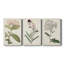 Toile tendue avec châssis de la collection Antique Botanical Collection VI - prête à être accrochée-1466428025