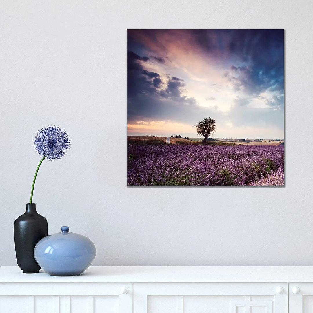 Tree In Lavender Field, Provence