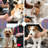 Adjustable Pet Grooming Tables-70697825-86592261