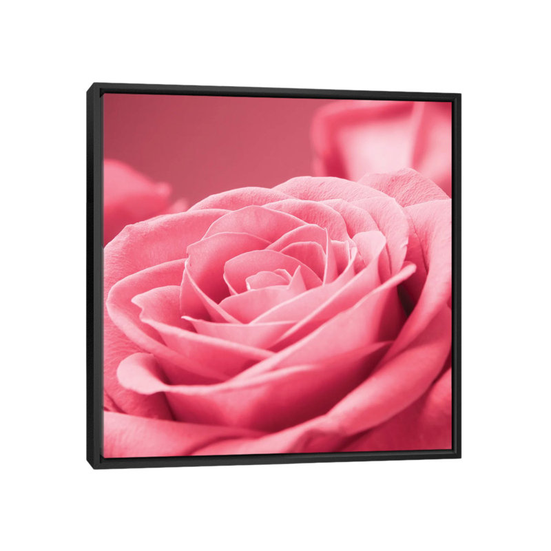 « rose rose i », impression sur toile, H 18 po x l 18 po x P 1,5 po, Toile avec cadre noir, Pas de tapis