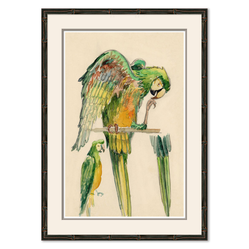 Parrots Giclee Print by Soicher Marin Archives