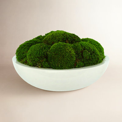 Moss Plant in Planter