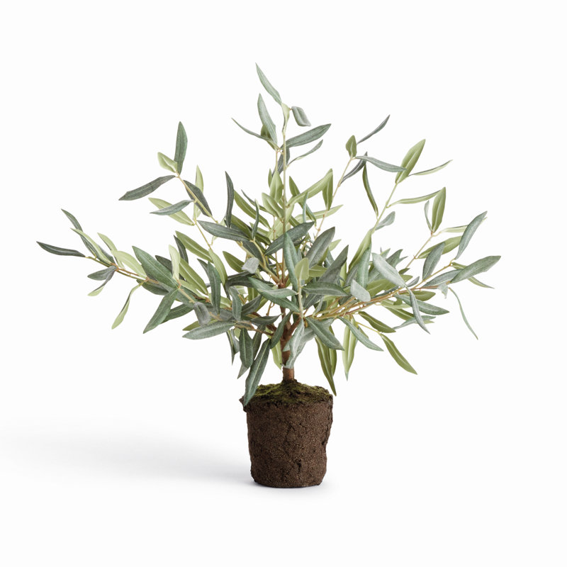 Mini-abattant olivier 17,5 po, 17.5"