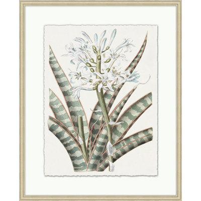 Fleur achromatique 1 - Peinture sur papier encadrée