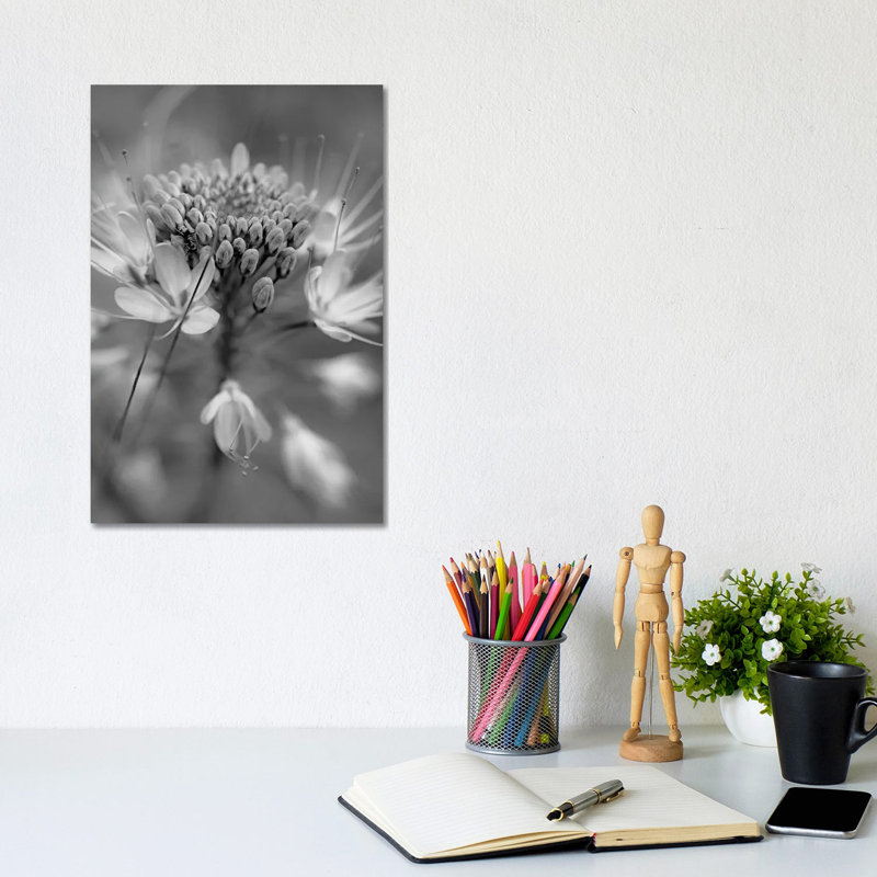 Rocky Mountain Bee Plant Flower, Great Sand Dunes National Monument, Colorado by Tim Fitzharris - Gallery-Wrapped Canvas Giclée on Canvas