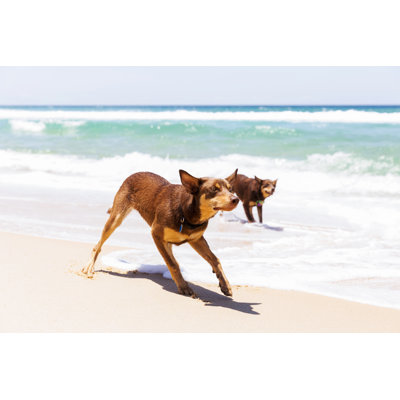 Australiand Red Kelpies by Imamember