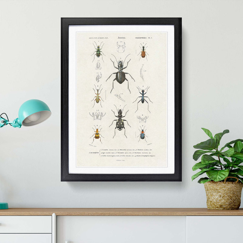 Beetle Illustrations PL.1 by Charles D'Orbigny - Single Picture Frame Print, Black Framed, 63cm H x 45cm W x 2cm D