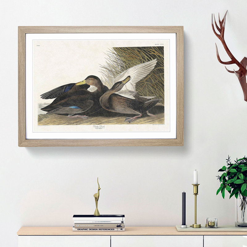 Dusky Duck by John James Audubon - Framed Print, 27cm H x 36cm W x 2cm D, Oak Framed