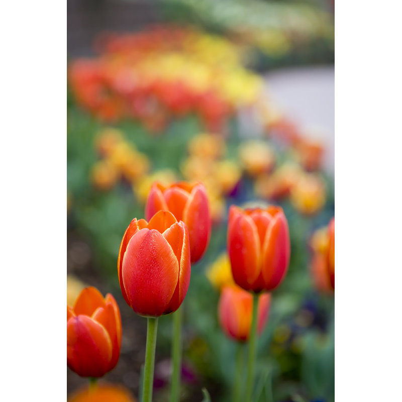 Fiery Red Tulips - Wrapped Canvas Print, 122cm H x 81cm W x 3.8cm D