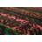 Wool Ikat Indoor Rug