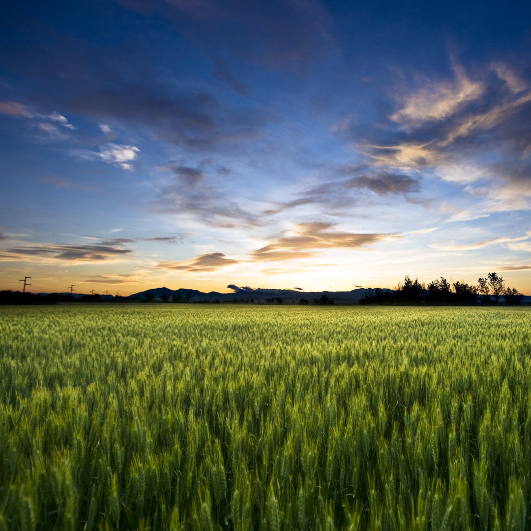 Freedom Land - Drucken