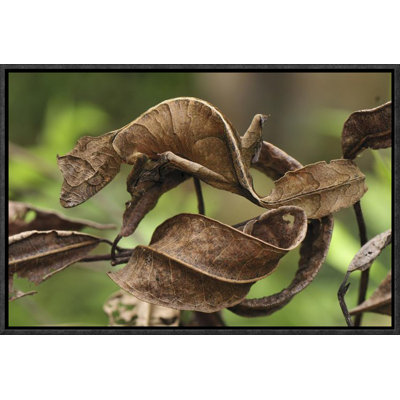 " Fantastic Leaf-Tail Gecko Mimicking Leaves, Andasibe-Mantadia National Park, Madagascar "