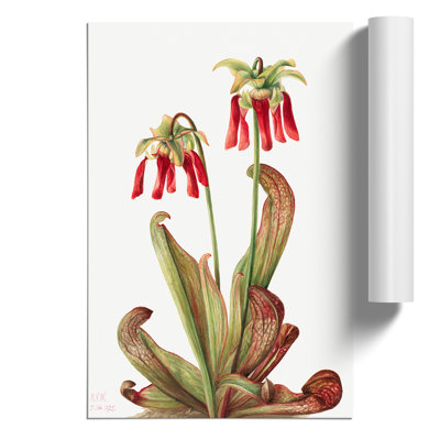 Parrot Pitcherplant by Mary Vaux Walcott - No Frame Painting