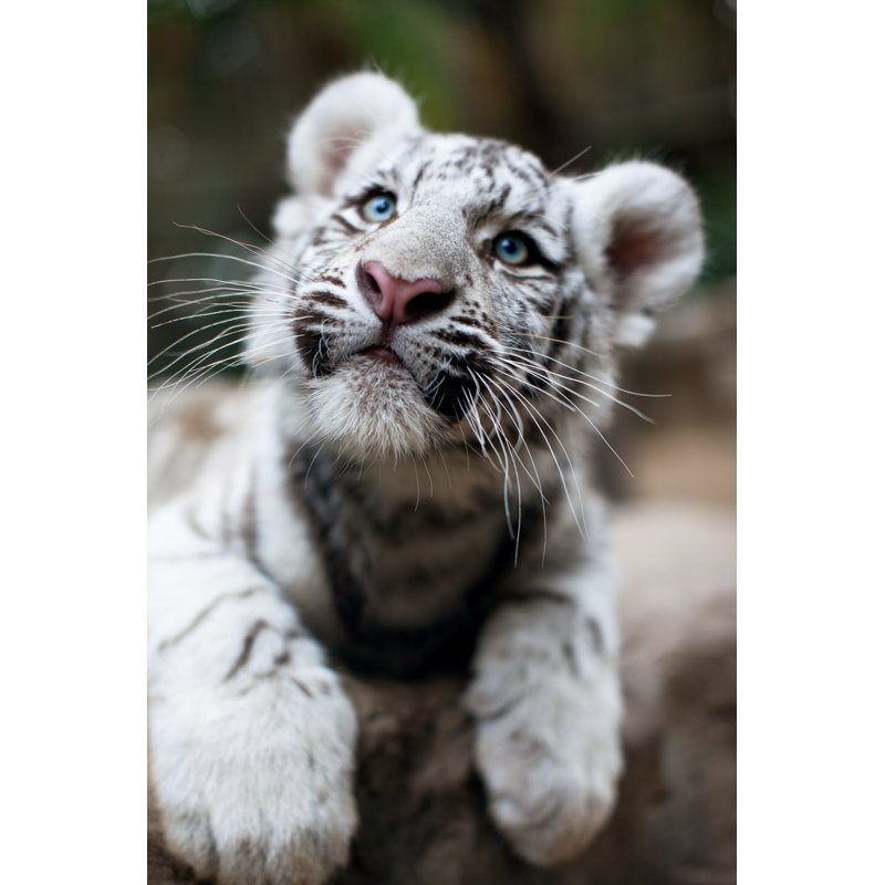 White Bengal Tiger by Casarsa - Wrapped Canvas Print, 30cm H x 20cm W x 3.8cm D
