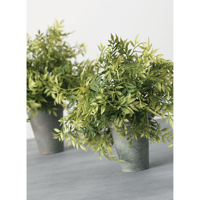 Plante wisteria en pot