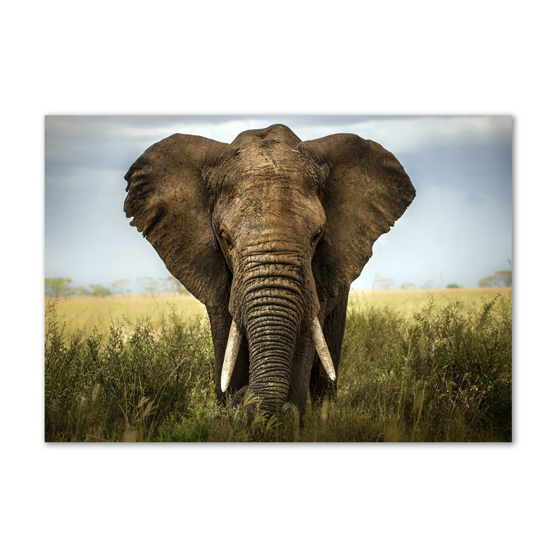 Elephant On The Savanna - No Frame Print on Canvas