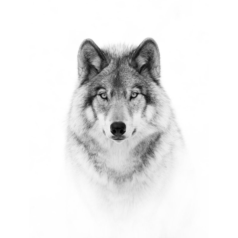 Wrapped Canvas Print, 76.2 cm H x 50.8 cm W