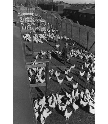 " Poultry Farm " by Ansel Adams