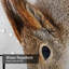 Rideau de douche avec 12 crochets Little Little Squirrel-1914875150