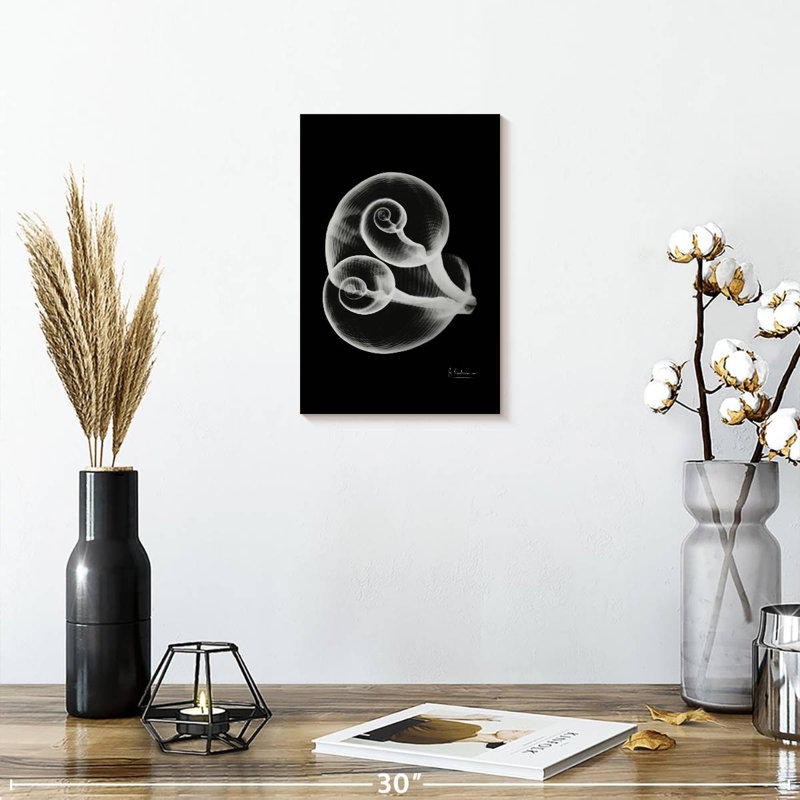 Aletra Conjoined Shells, 12" H x 8" W
