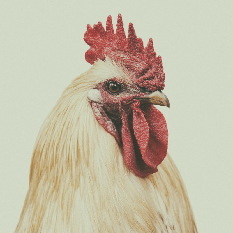 Portrait Of A Rooster - Wrapped Canvas Print, 51cm H x 51cm W x 3.8cm D