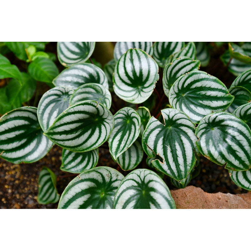 " Peperomia Argyreia " by Firn, 12" H x 18" W  
