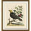 Yellow Headed Starling Print