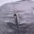 Velours gris velours est en rupture de stock