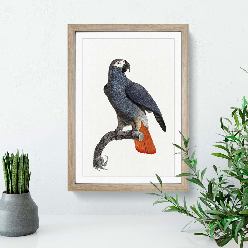 Orange-Tipped Grey Parrot by F. Levaillant - Framed Print, 48cm H x 36cm W x 2cm D, Oak Framed