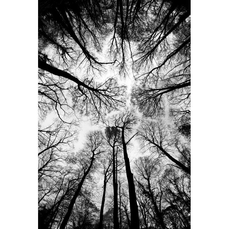 Fall's Treetops - Photographie sur toile tendue, H 18 po x l 12 po