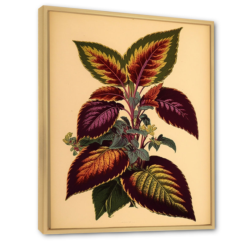 Illustration botanique rétro d'une plante Coleus, Cadre naturel flottant, H 32 po x l 16 po x P 1 po
