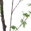 Arbre à feuilles artificiel