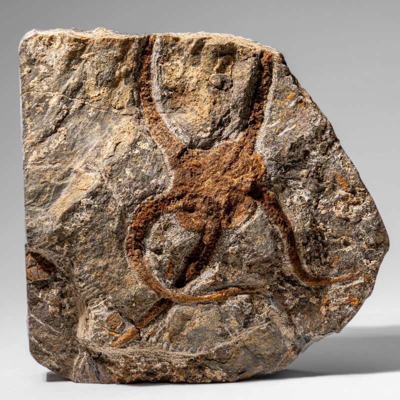 Genuine Ophiuroidea Brittle Star Fossil (2.35 Lbs)