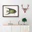 Angel Fish by Mark Catesby - Single Picture Frame Painting-55545180-55545177