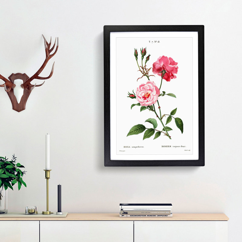 Ever-blowing Pink Roses by Pierre-Joseph Redoute - Picture Frame Painting Print, Black Framed, 36cm H x 27cm W x 2cm D