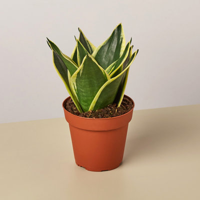 House Plant Shop Live Foliage Plant