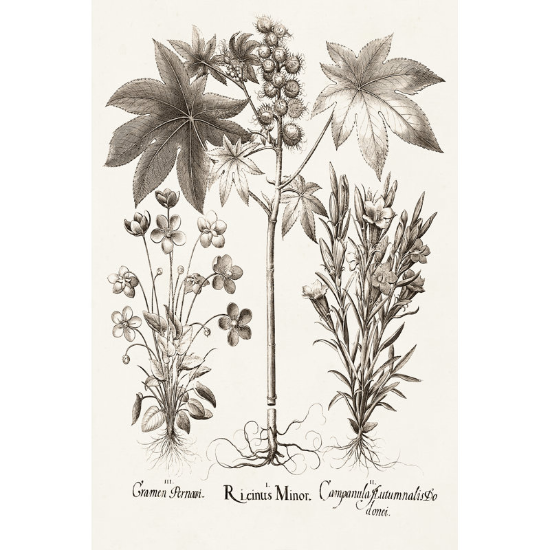 Sepia Besler Botanicals VI by Basilius Besler - Art Prints, 76 cm H x 51 cm W, Wrapped Canvas